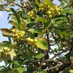 Sorbus chamaemespilus Frukto