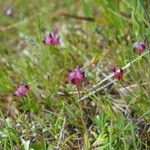 Trifolium depauperatum Hábitos