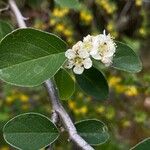 Cotoneaster granatensis Flower