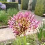 Allium nigrum花