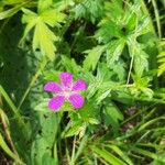 Geranium palustre Çiçek