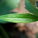 Ranunculus fascicularis Hostoa