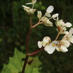 Begonia sericoneura 花