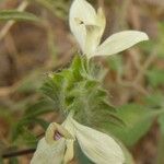 Tetramerium nervosum Flower