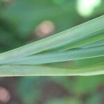 Schoenocaulon officinale Folha