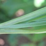 Schoenocaulon officinale Leaf