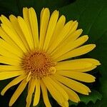 Doronicum columnae Flor