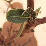 Boscia senegalensis Leaf