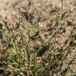 Fimbristylis autumnalis Habit