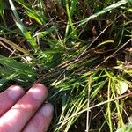 Danthonia decumbens List