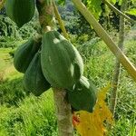 Carica papaya ফল