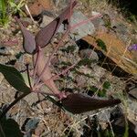 Asclepias cordifolia Plante entière