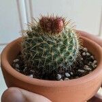 Parodia microsperma Hoja