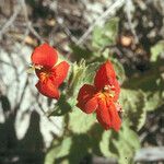 Mimulus cardinalis Flor
