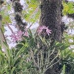 Cattleya intermedia Bloem