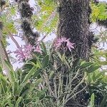 Cattleya intermedia Kwiat