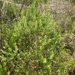 Lepidium austrinum その他の提案