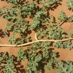 Citrullus colocynthis Hoja