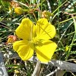 Ludwigia longifolia Blüte