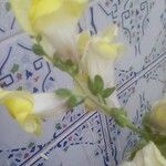 Antirrhinum latifoliumFlower