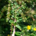 Cotoneaster integrifolius Blad