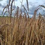 Triticum aestivumFrukto