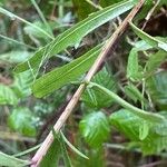 Centaurea nigra 叶