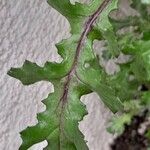 Senecio vulgaris Blad