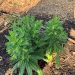 Symphyotrichum novae-angliae Blatt