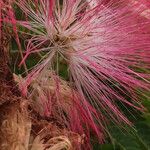 Albizia julibrissin फूल