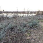 Yucca pallida Hábito