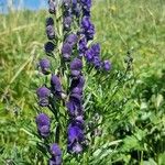 Aconitum napellusFlower