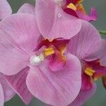 Phalaenopsis spp. Цвят