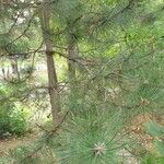 Pinus resinosa 葉