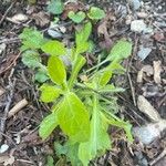 Erigeron pulchellus 葉