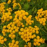 Tanacetum vulgareᱵᱟᱦᱟ