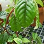 Impatiens hians Leaf