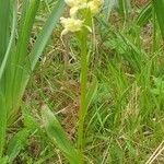 Dactylorhiza insularis Habit