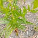 Lysimachia quadrifolia 葉