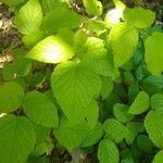 Rubus nigricans Blatt