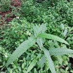 Caperonia palustris पत्ता