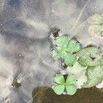 Marsilea quadrifolia Blatt