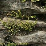 Asplenium x alternifolium 形態