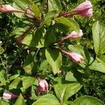 Weigela praecox Blatt