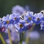 Myosotis sylvaticaFlor