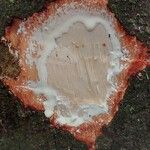 Funtumia africana Ŝelo