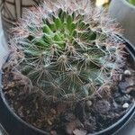 Mammillaria barbata Leht