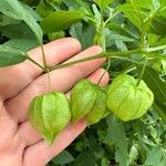 Physalis longifolia Plod