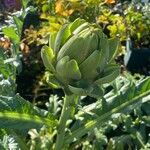 Cynara cardunculus Virág