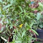 Tagetes lucidaList